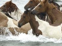 Pony Swim-Scott Neville-Photographic Print