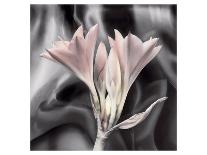 Clivia Pastel-Scott Peck-Stretched Canvas