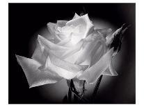 Dianne's Rose (black and white)-Scott Peck-Art Print