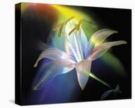 Rainbow Lily-Scott Peck-Stretched Canvas