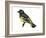 Scott's Oriole (Icterus Parisorum), Birds-Encyclopaedia Britannica-Framed Art Print