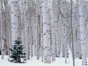 Aspen and Douglas Fir, Manti-Lasal National Forest, La Sal Mountains, Utah, USA by Scott T^ Smith
