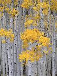 Aspen and Douglas Fir, Manti-Lasal National Forest, La Sal Mountains, Utah, USA-Scott T^ Smith-Framed Photographic Print