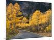 Premium Photographic Print