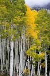 Aspen and Douglas Fir, Manti-Lasal National Forest, La Sal Mountains, Utah, USA-Scott T^ Smith-Photographic Print