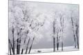 Photographic Print