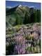 Photographic Print