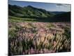 Premium Photographic Print
