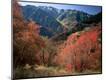 Photographic Print