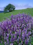 Flowers in Chihuahuan Desert, Big Bend National Park, Texas, USA-Scott T^ Smith-Photographic Print