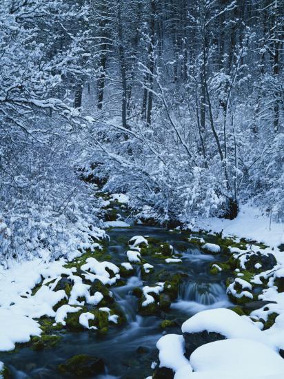 'Spring-Fed Creek in Winter, Wasatch-Catch National Forest, Utah, USA ...