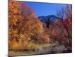 Photographic Print
