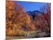 Photographic Print