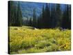 Stretched Canvas Print