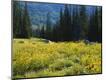 Photographic Print
