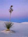 Yucca on Dunes at Dusk, Heart of the Dunes, White Sands National Monument, New Mexico, USA-Scott T^ Smith-Photographic Print