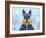 Scottie Dog LI-Fernando Palma-Framed Giclee Print