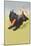 Scottie Dog with Bat-null-Mounted Art Print