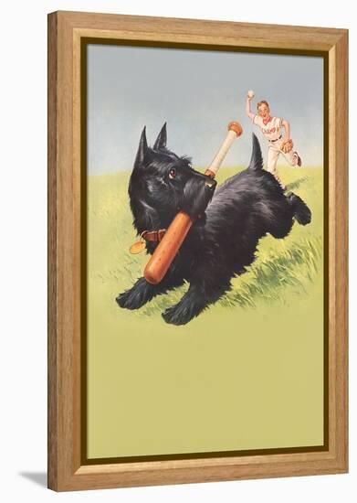 Scottie Dog with Bat-null-Framed Stretched Canvas