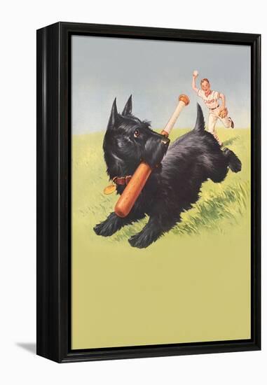 Scottie Dog with Bat-null-Framed Stretched Canvas