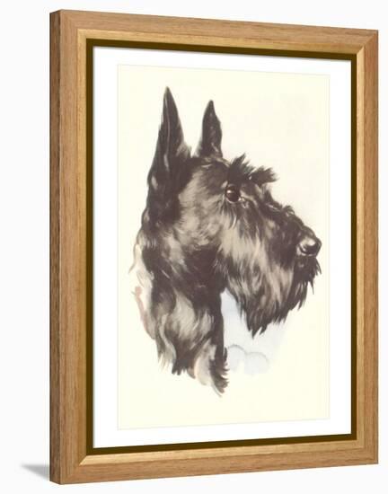 Scottie Dog-null-Framed Stretched Canvas