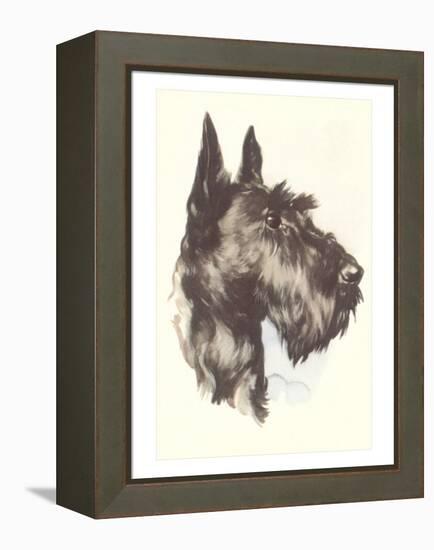 Scottie Dog-null-Framed Stretched Canvas