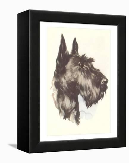 Scottie Dog-null-Framed Stretched Canvas