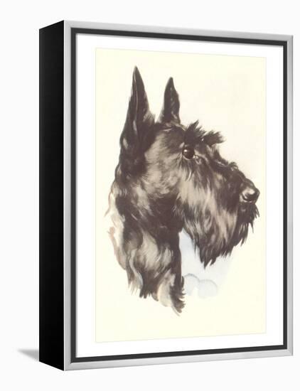 Scottie Dog-null-Framed Stretched Canvas