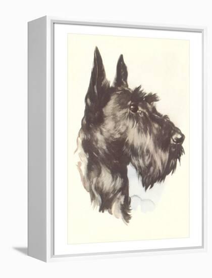 Scottie Dog-null-Framed Stretched Canvas