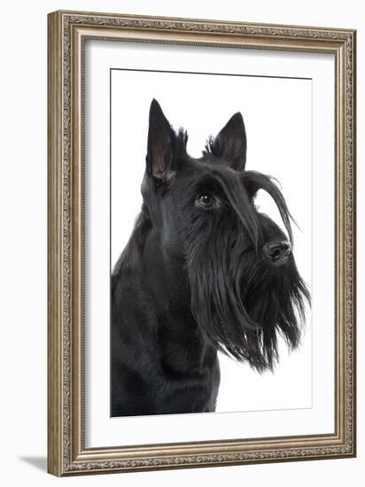 Scottish Aberdeen Terrier-null-Framed Photographic Print