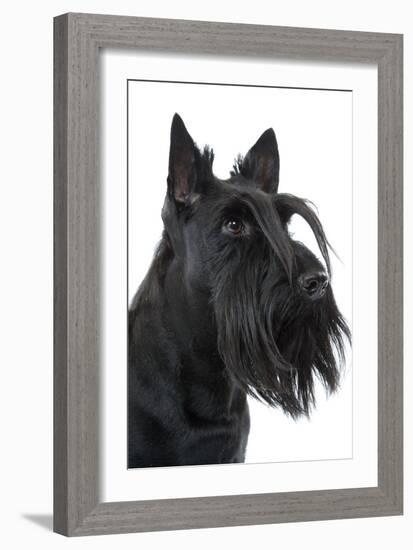 Scottish Aberdeen Terrier-null-Framed Photographic Print