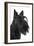 Scottish Aberdeen Terrier-null-Framed Photographic Print