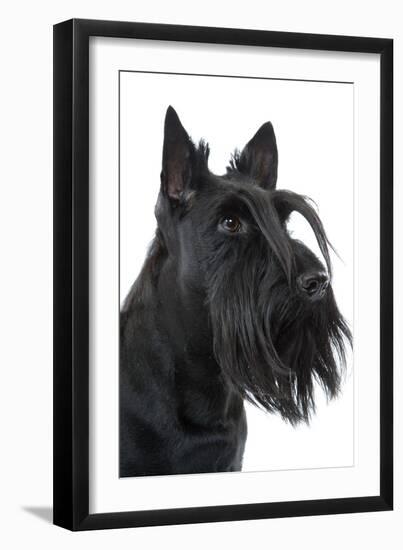 Scottish Aberdeen Terrier-null-Framed Photographic Print