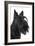 Scottish Aberdeen Terrier-null-Framed Photographic Print