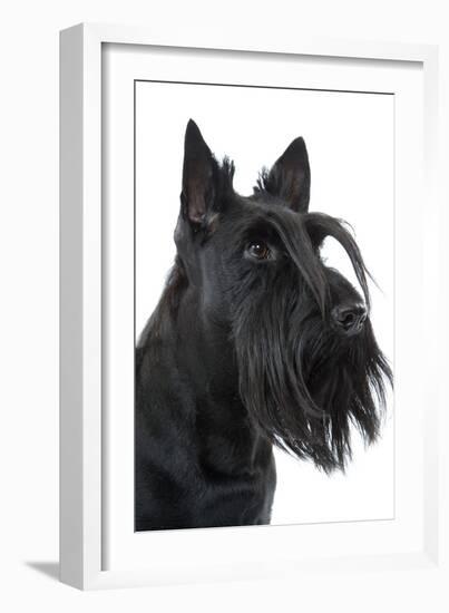 Scottish Aberdeen Terrier-null-Framed Photographic Print