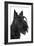 Scottish Aberdeen Terrier-null-Framed Photographic Print