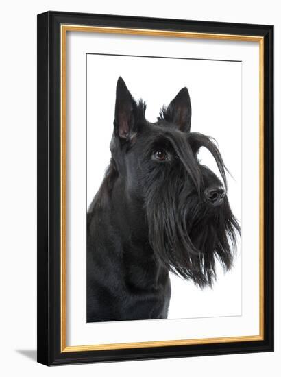 Scottish Aberdeen Terrier-null-Framed Photographic Print