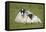 Scottish Black-Faced Ewe and Lamb-null-Framed Premier Image Canvas