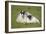 Scottish Black-Faced Ewe and Lamb-null-Framed Photographic Print