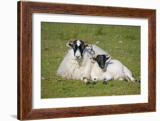 Scottish Black-Faced Ewe and Lamb-null-Framed Photographic Print