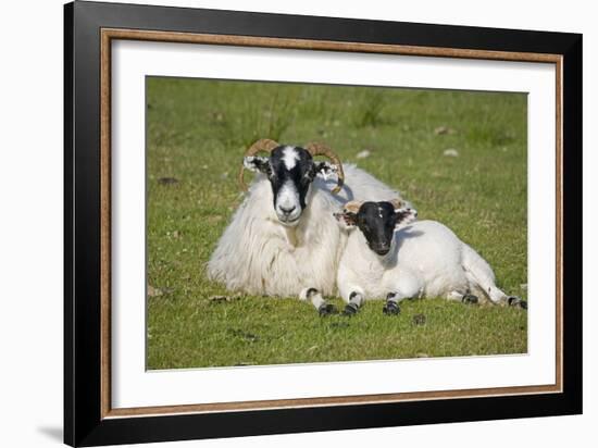 Scottish Black-Faced Ewe and Lamb-null-Framed Photographic Print