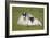 Scottish Black-Faced Ewe and Lamb-null-Framed Photographic Print