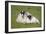 Scottish Black-Faced Ewe and Lamb-null-Framed Photographic Print