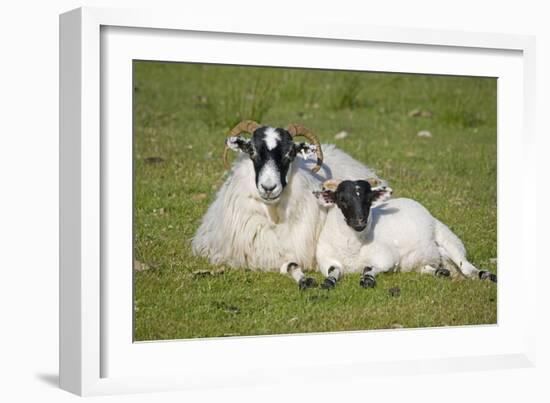 Scottish Black-Faced Ewe and Lamb-null-Framed Photographic Print