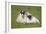 Scottish Black-Faced Ewe and Lamb-null-Framed Photographic Print