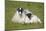 Scottish Black-Faced Ewe and Lamb-null-Mounted Photographic Print