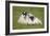 Scottish Black-Faced Ewe and Lamb-null-Framed Photographic Print