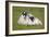 Scottish Black-Faced Ewe and Lamb-null-Framed Photographic Print