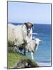 Scottish Blackface on the Isle of Harris, Scotland-Martin Zwick-Mounted Photographic Print