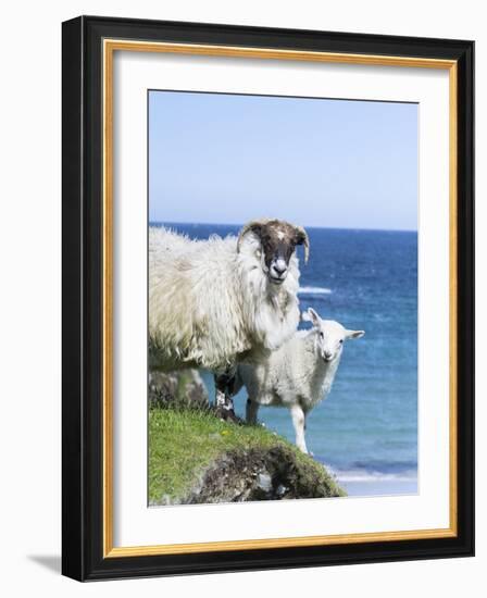 Scottish Blackface on the Isle of Harris, Scotland-Martin Zwick-Framed Photographic Print